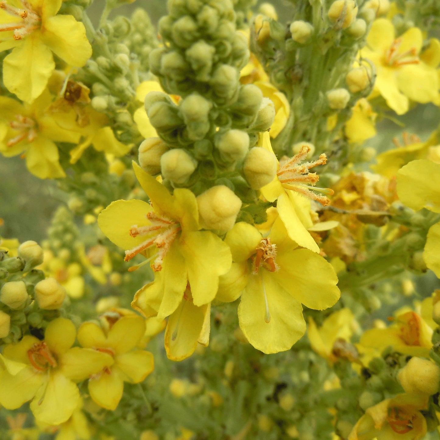 Dr Clare Mullein Tincture