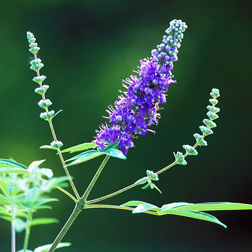 Dr Clare Vitex (Agnus Castus)