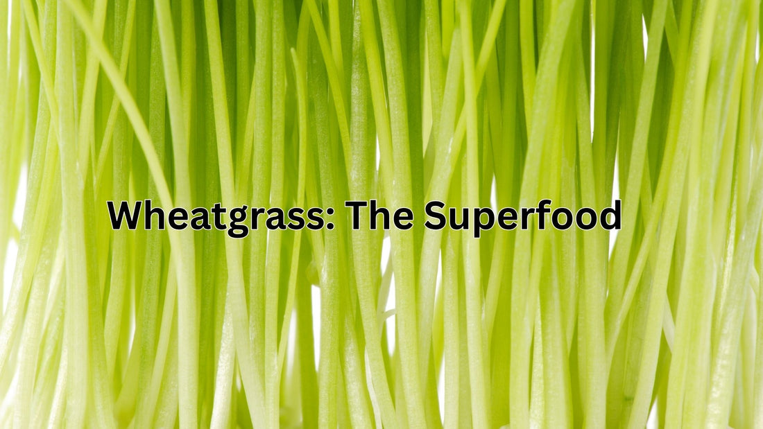 Wheatgrass: The Superfood