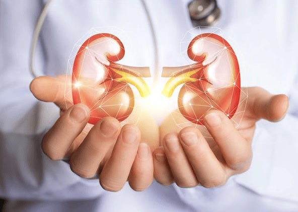 Kidney & Urinary Health